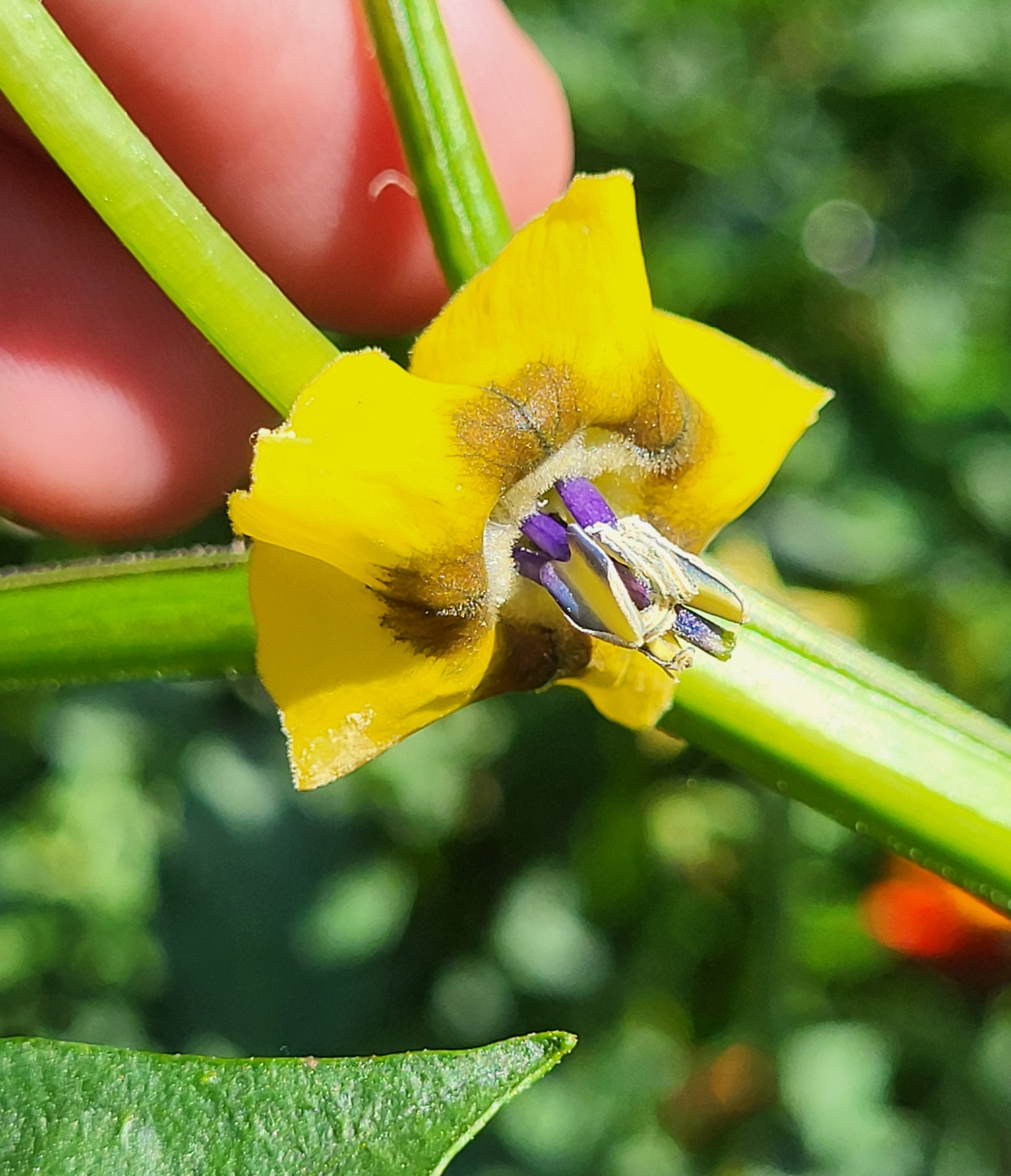 Close-up of tomatillo blossom.